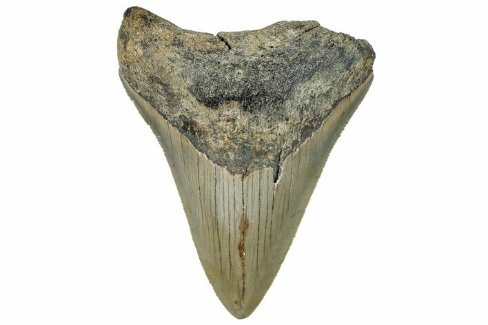 Serrated, Fossil Megalodon Tooth - North Carolina #295094